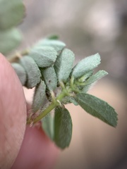 Euphorbia stictospora