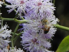 Apis mellifera