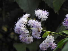 Asteraceae