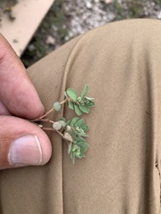 Euphorbia stictospora