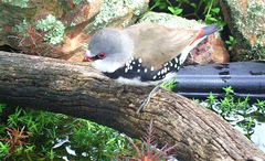 Stagonopleura guttata