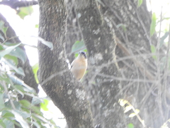 Pipraeidea melanonota