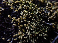 Conostomum tetragonum