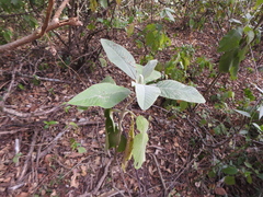 Buddleja stachyoides