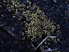Conostomum tetragonum