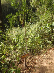 Solanum betaceum