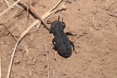 Phloeodes diabolicus