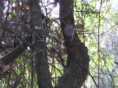 Gleditsia amorphoides