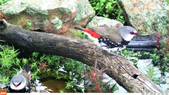 Stagonopleura guttata