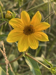 Bidens laevis
