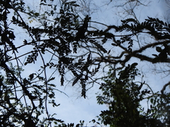 Gleditsia amorphoides