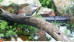 Stagonopleura guttata