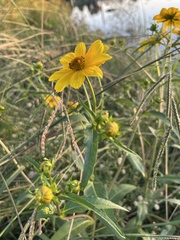 Bidens laevis