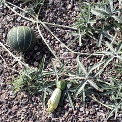 Cucurbita digitata