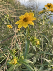 Bidens laevis