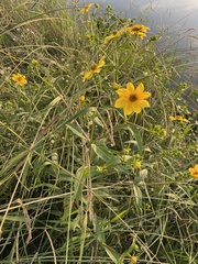 Bidens laevis