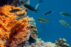 Azurina multilineata