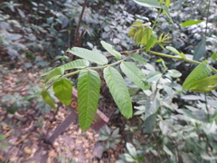 Juglans australis
