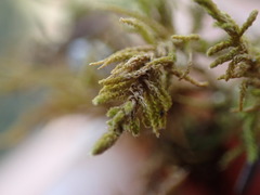 Claopodium bolanderi