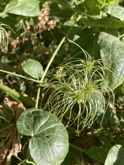 Clematis vitalba