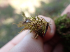 Claopodium bolanderi