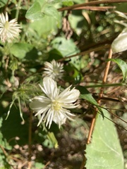 Clematis vitalba