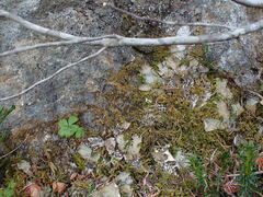 Claopodium bolanderi
