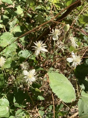 Clematis vitalba