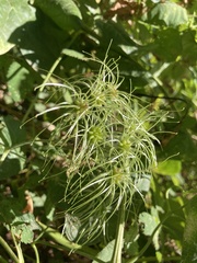 Clematis vitalba
