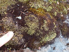 Conostomum tetragonum