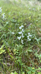 Spiranthes cernua