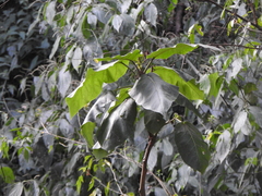Solanum betaceum
