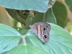 Megeuptychia antonoe