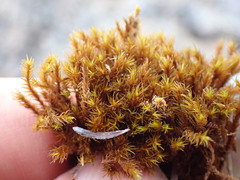 Racomitrium macounii