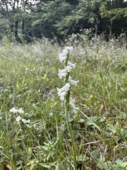 Spiranthes cernua