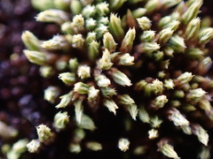 Conostomum tetragonum