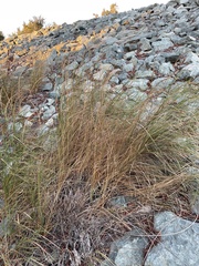 Elymus trachycaulus
