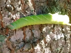 Ceratomia undulosa