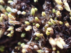 Conostomum tetragonum