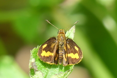 Potanthus omaha