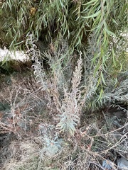 Artemisia douglasiana