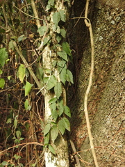 Dolichandra unguis-cati