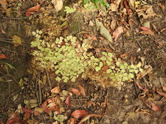Adiantum