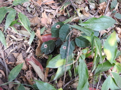 Tracheophyta
