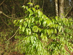 Blepharocalyx salicifolius