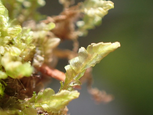 Image of Harpanthus flotovianus by no rights reserved