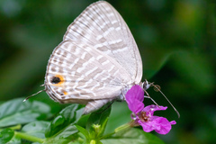 Jamides alecto dromicus