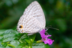 Jamides alecto dromicus