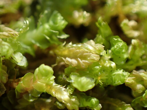 Image of Harpanthus flotovianus by no rights reserved