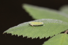 Graphocephala atropunctata